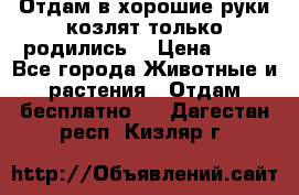 Отдам в хорошие руки козлят.только родились. › Цена ­ 20 - Все города Животные и растения » Отдам бесплатно   . Дагестан респ.,Кизляр г.